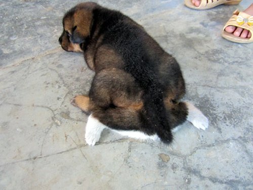 2[-]chiếc[-]chân[-]“thừa”[-]có[-]màu[-]trắng[-]tinh.